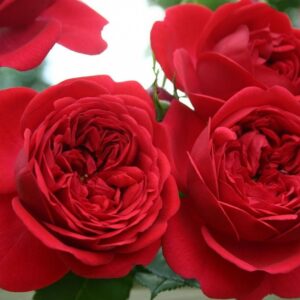 Роза АУТ флорибунда Германия 2010г саженец 3х лет ЗКС премиум класса с развитой корневой системой — фото растения
