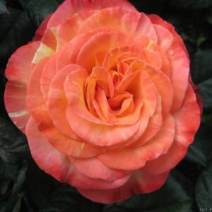 Роза ЧИХУЛИ шраб США, 2004