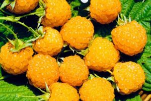 Малина Желтый Гигант-вкусная ремонтантный