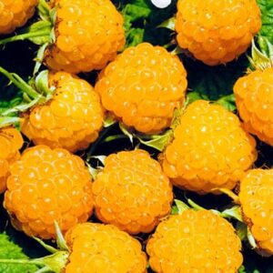Малина Желтый Гигант-вкусная ремонтантный саженец  с развитой корневой системой 3хлетка в контейнере 3-5 литров.