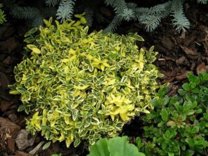 Бересклет Форчуна Эмеральд Голд (Euonymus fortunei Emerald’n’Gold) — фото растения