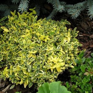 Бересклет Форчуна Эмеральд Голд (Euonymus fortunei Emerald'n'Gold)