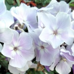 Флокс Блу Бой №12 ЗКС
