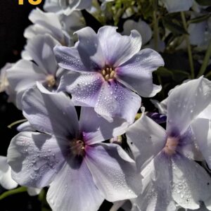 Флокс  Гжель №13 ЗКС