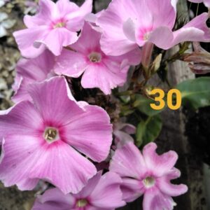 Флокс Алиса Фрейндлих  №30.ЗКС