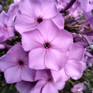 Флокс Аристократ №7 ЗКС