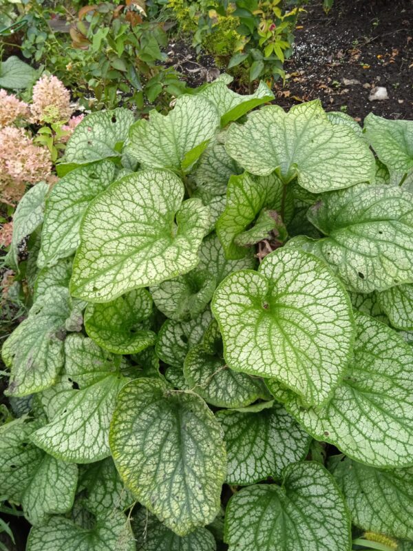 Бруннера (Brunnera)