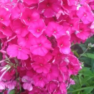 Флокс (14)Флокс Юник Олд Церизе