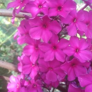 Флокс Лиловый № 25 мелкоцветковый ЗКС