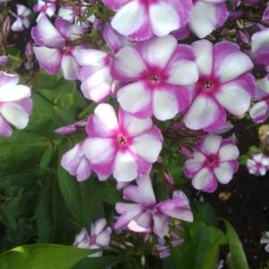 Флокс (5)
