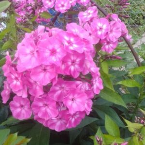 Флокс (6)
