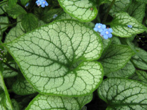 Бруннера (Brunnera) — фото растения