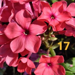 Флокс Иван - Заря №17 ЗКС