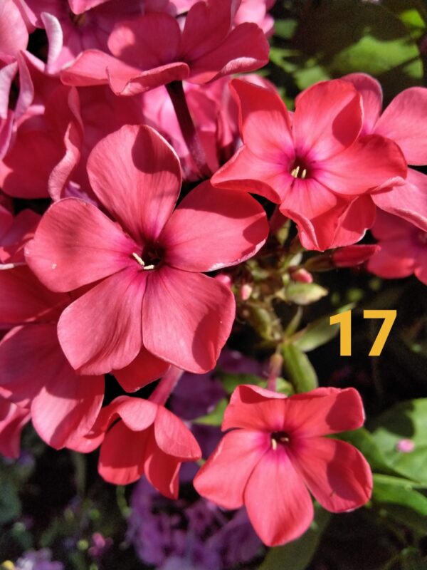 Флокс Иван - Заря №17 ЗКС