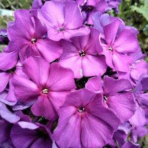 Флокс Ники № 22 ЗКС
