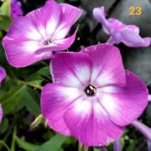 Флокс КОЛОРС ОФ НАТУР №23 ЗКС
