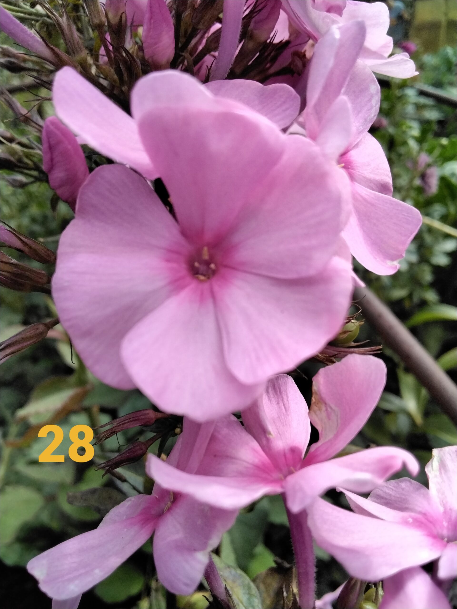 Флокс Катюша ЗКС №28 — изображение 2