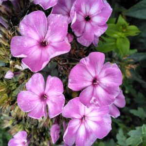 Флокс Лавандовый №29.ЗКС