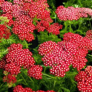 Красный тысячелистник (Achillea millefolium)