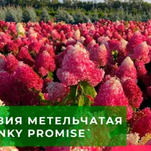 Гортензия Пинк Промис Розовая Леди в контейнере 10 литров — фото растения