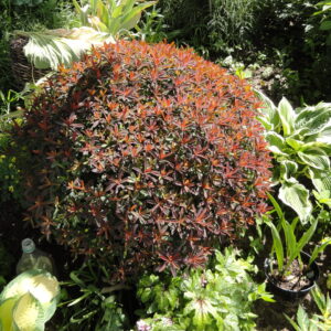 Молочай - сладкий  Хамелеон(Euphorbia dulcis)