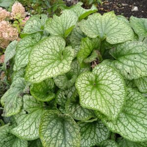 Брунера Миллениум зильбер( macrophylla)