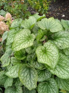 Брунера Миллениум зильбер( macrophylla) — фото растения
