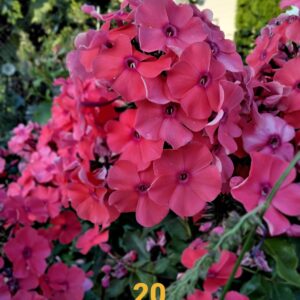 Флокс Тенор № 20 красный ЗКС