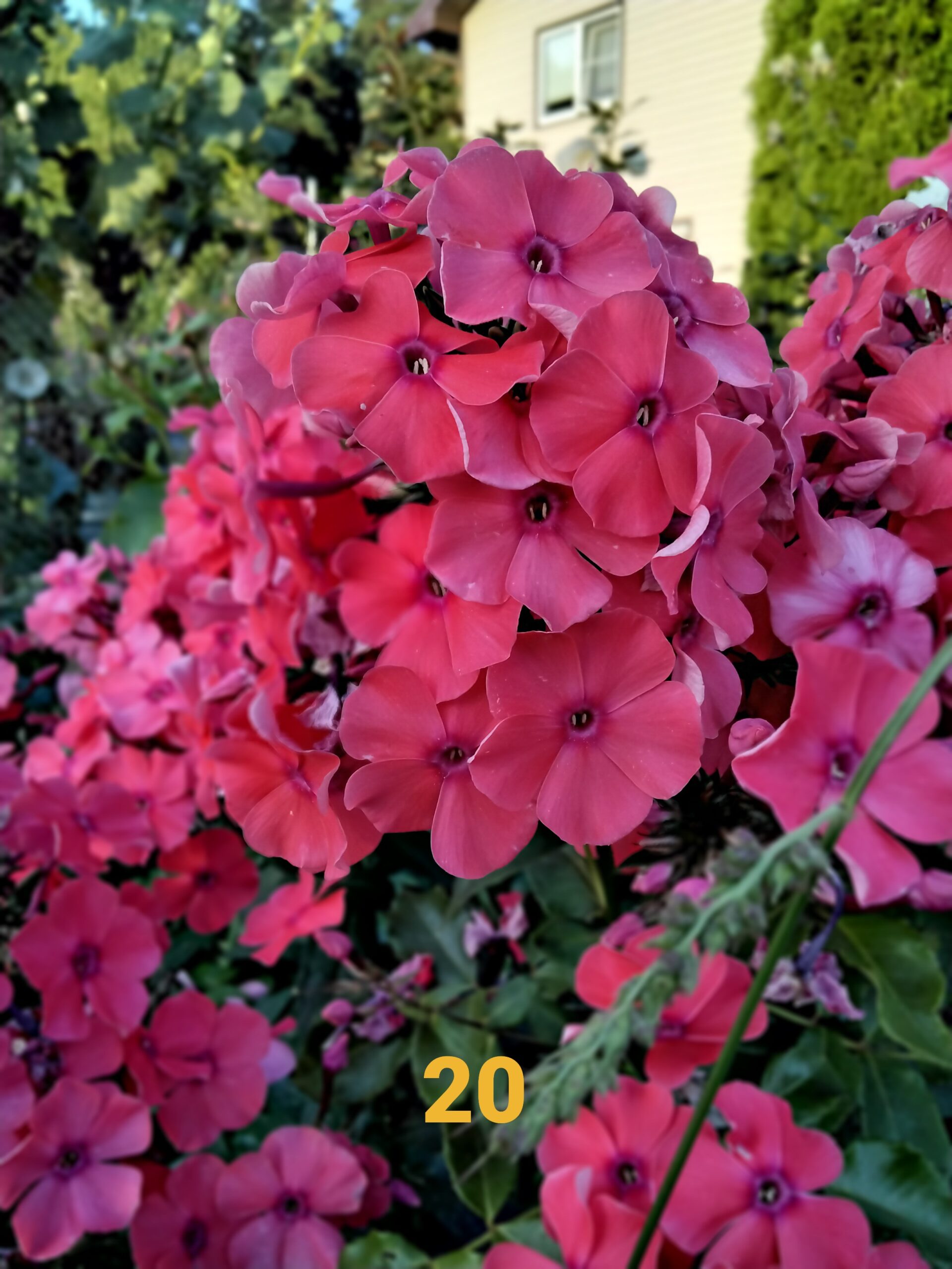 Флокс Тенор № 20 красный ЗКС