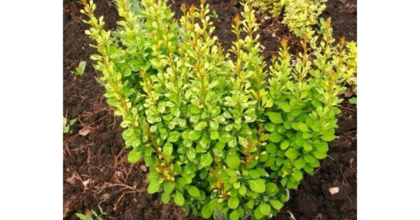 Барбарис Тунберга Поувоув ЗКС 3х летка