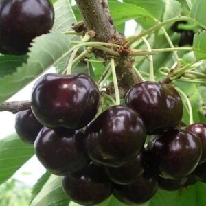 Черешня сорта ЛЕНИНГРАДСКАЯ ЧЕРНАЯ  зх летка.ЗКС.
