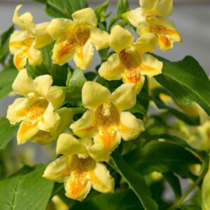 Вейгела Миддендорфа - Weigela Middendorffiana