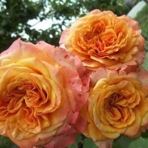 НЕТ В НАЛИЧИИ!Роза Ла Вилла Котта шраб модерн Kordes Германия 2013г саженец 3х лет ЗКС премиум класса с развитой корневой системой