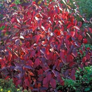 Дерен белый  Новинка  ! ‘Ред Гном’ (Cornus alba `Red Gnome`)