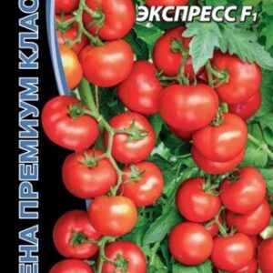 Томаты Рассада Супер  Класс!Уральский Экспресс F1.