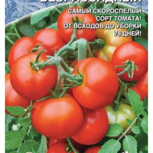 Томаты Безрассадный- урожайный сорт для ленивых  и неопытных дачников