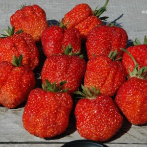 Клубника Фестивальная