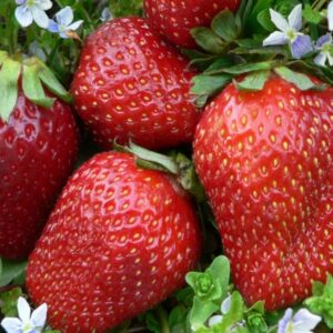 Клубника ремонтантная Искушение