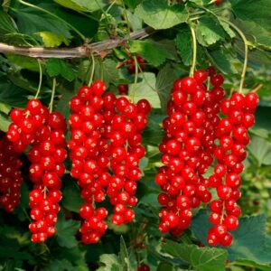 Смородина красная поздняя Рованда