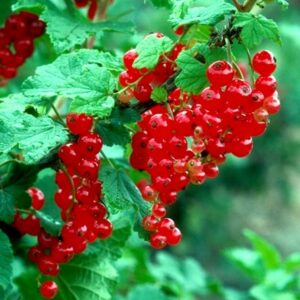Смородина красная  среднеспелая Алая зорька