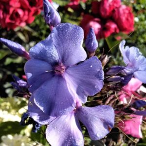 Флокс  Аметист №10 ЗКС