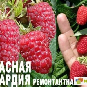 Малина Красная Гвардия ремонтантный среднеспелый  саженец  с развитой корневой системой 3хлетка в контейнере 3-5 литров.