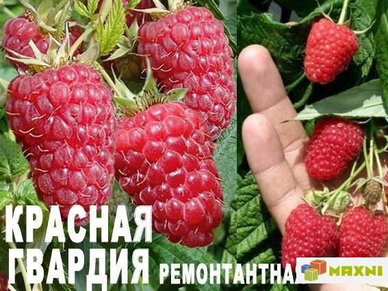 Малина Красная Гвардия ремонтантный среднеспелый саженец с развитой корневой системой 3хлетка в контейнере 3-5 литров.