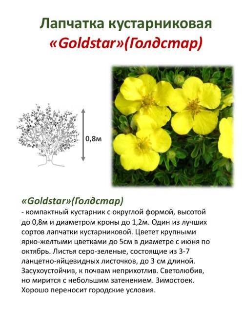Лапчатка Голдстар желтая — изображение 2
