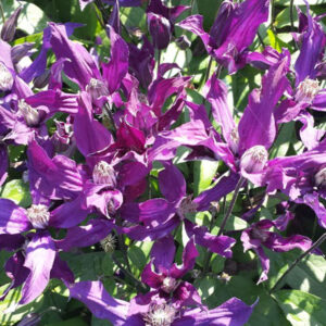 Клематис Блю Океан Голубой Океан ЗКС