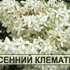 Клематисы