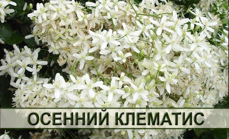 Клематис осенний Тернифлора в контейнере 5 литров — изображение 4