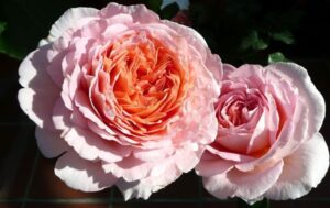 Роза Абрахам Дерби (Abraham Darby)