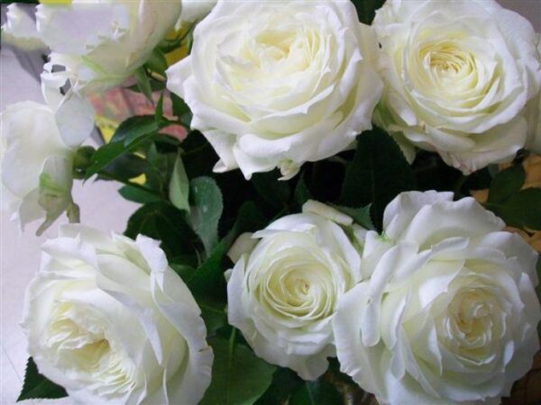 Роза Алабастер (Alabaster) флорибунда немецкая, саженец 3-летний ЗКС премиум-класса с развитой корневой системой