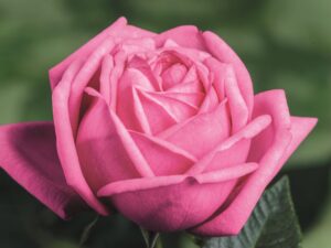 Роза Ромина чайно гибридная шраб Германия 2015г саженец 3х лет ЗКС премиум класса с развитой корневой системой — фото растения